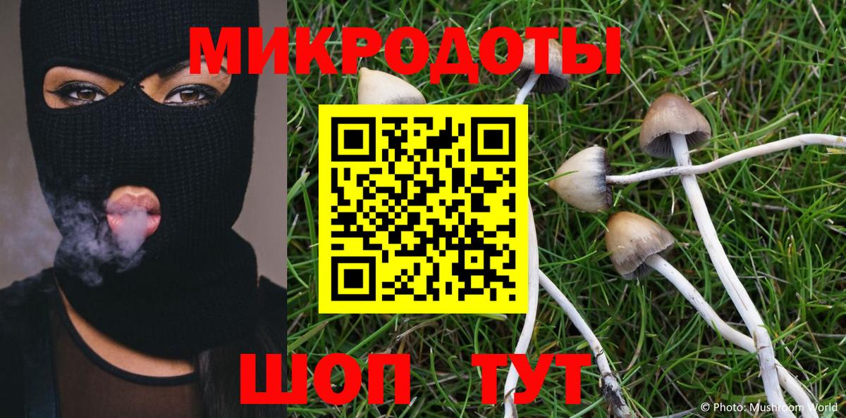 Псилоцибиновые грибы Psilocybe Кинель
