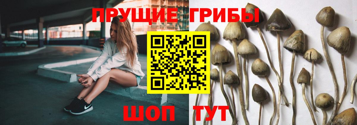 Кинель  Псилоцибиновые грибы Cubensis  Вход с VPN  Галлюциногенные грибы GOLDEN TEACHER 